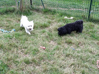 Sorties sur parcours des Chiens